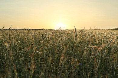 Photo of Beautiful agricultural field with ripening wheat crop