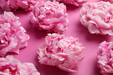 Photo of Beautiful fragrant peonies on pink background, closeup