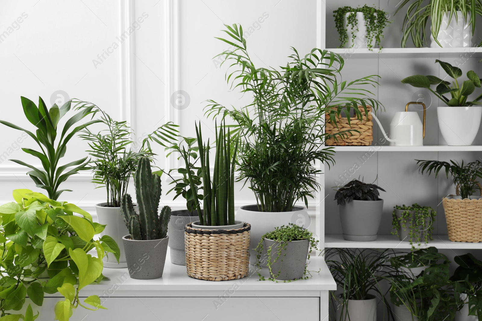 Photo of Green potted houseplants on shelves and chest of drawers indoors