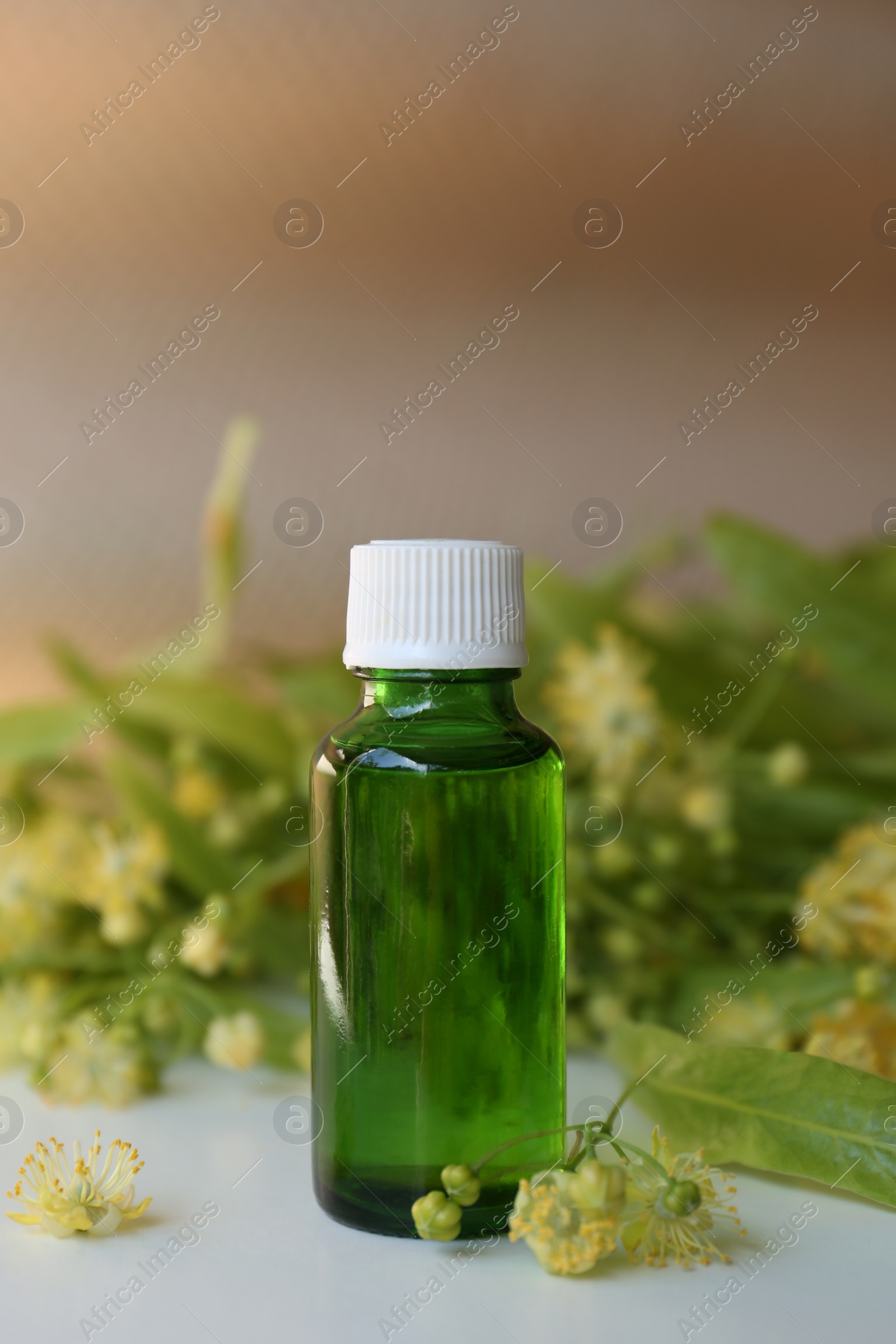 Photo of Bottle of essential oil and linden blossoms on white table