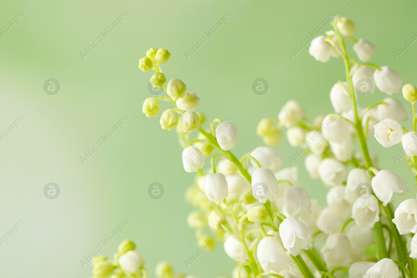 Photo of Beautiful lily of the valley flowers on green background, closeup