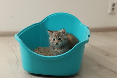 Cute fluffy kitten in litter box at home