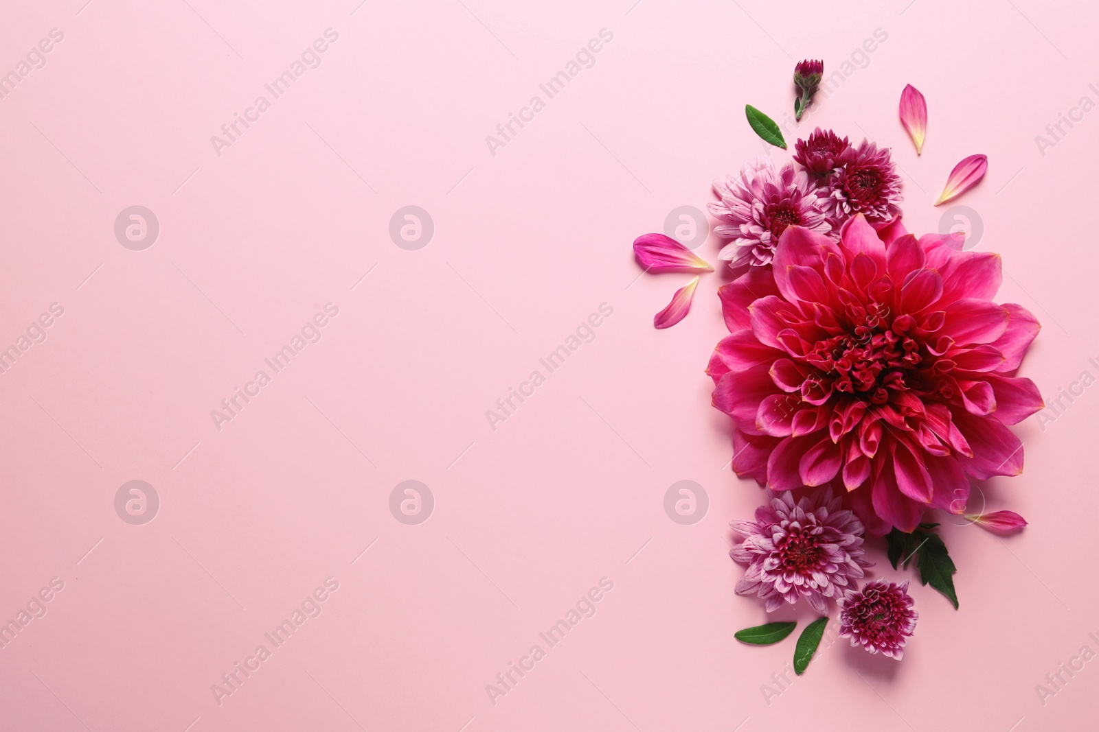 Photo of Flat lay composition with beautiful dahlia flowers and space for text on color background