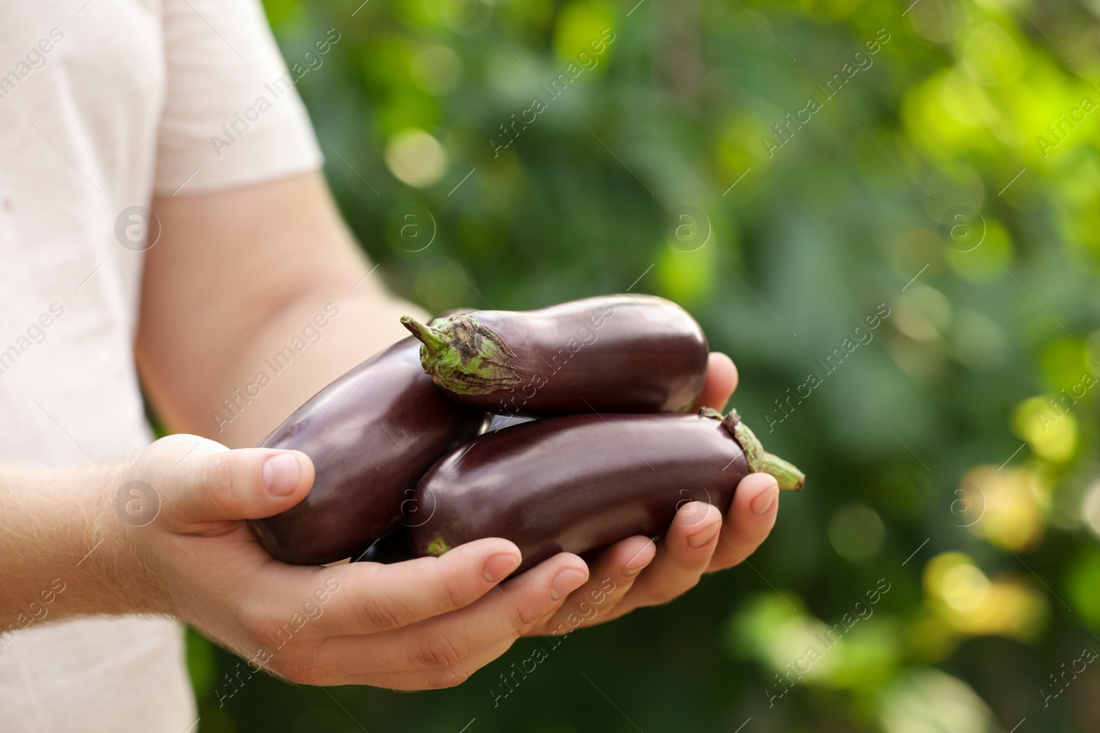 Photo of Man holding ripe eggplants outdoors, closeup. Space for text