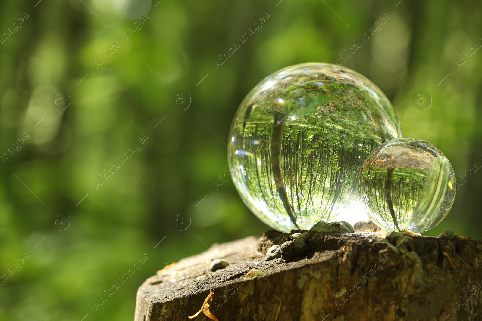 Photo of Green trees outdoors, overturned reflection. Crystal balls on stump in forest. Space for text