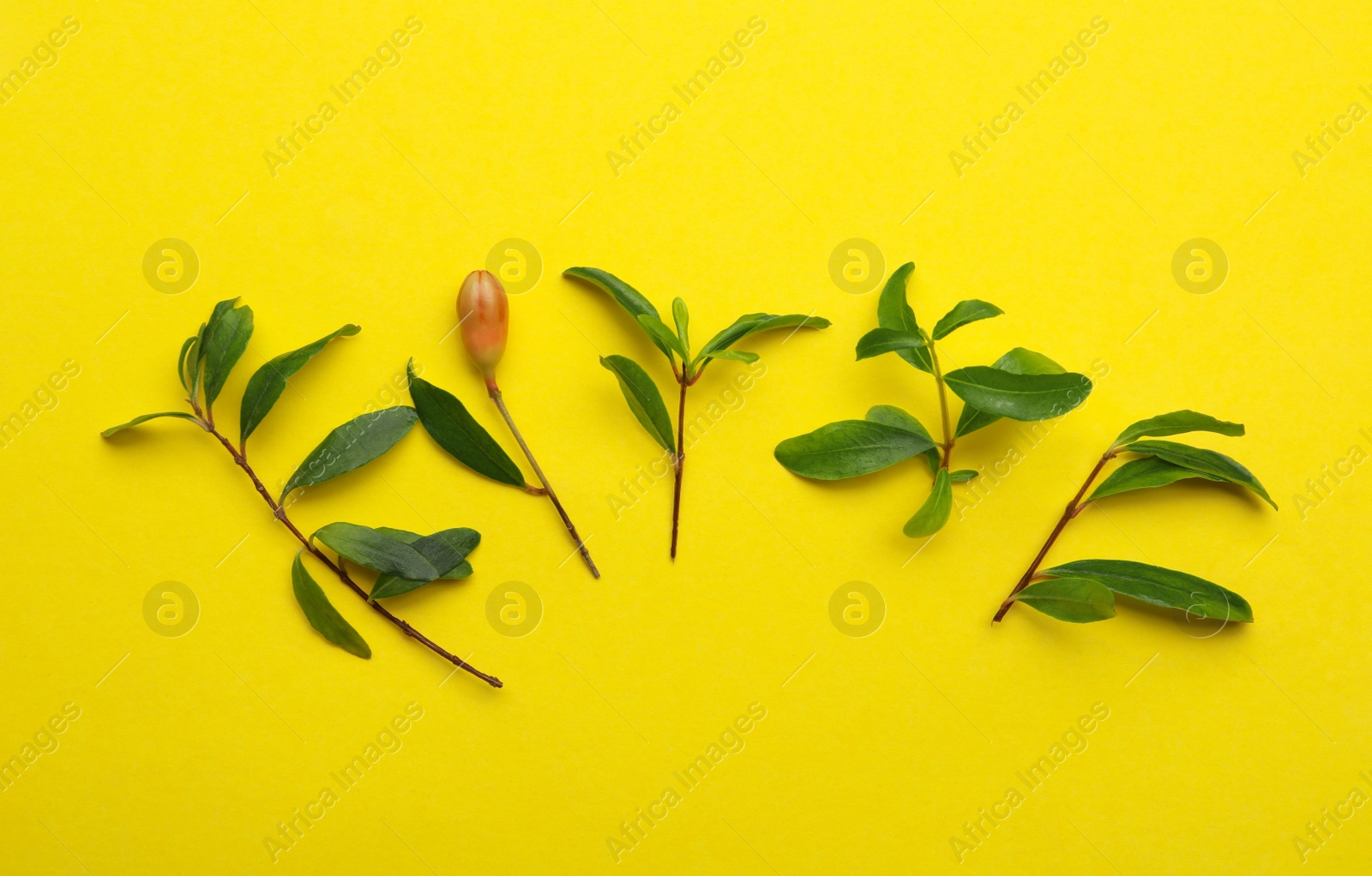 Photo of Pomegranate branches with green leaves and bud on yellow background, flat lay