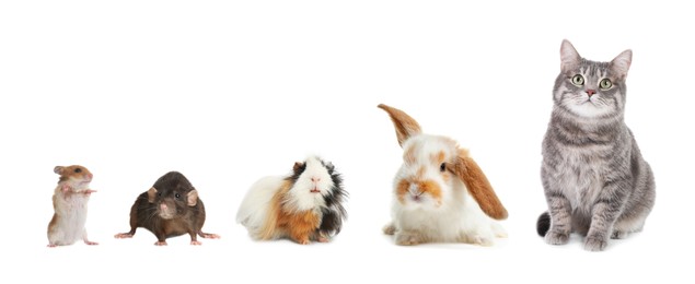 Image of Group of different domestic animals on white background, collage. Banner design