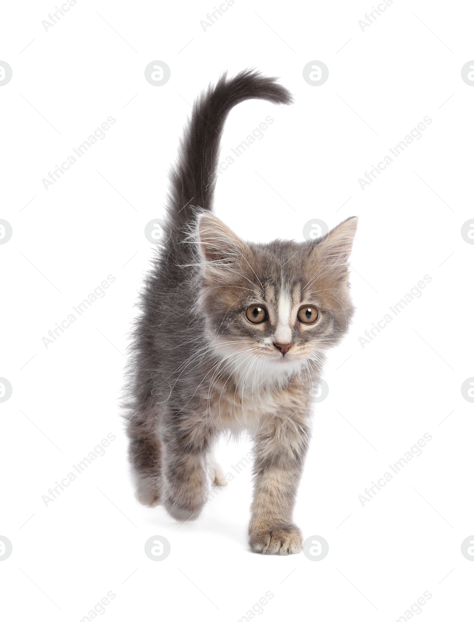 Photo of Cute fluffy kitten on white background. Baby animal