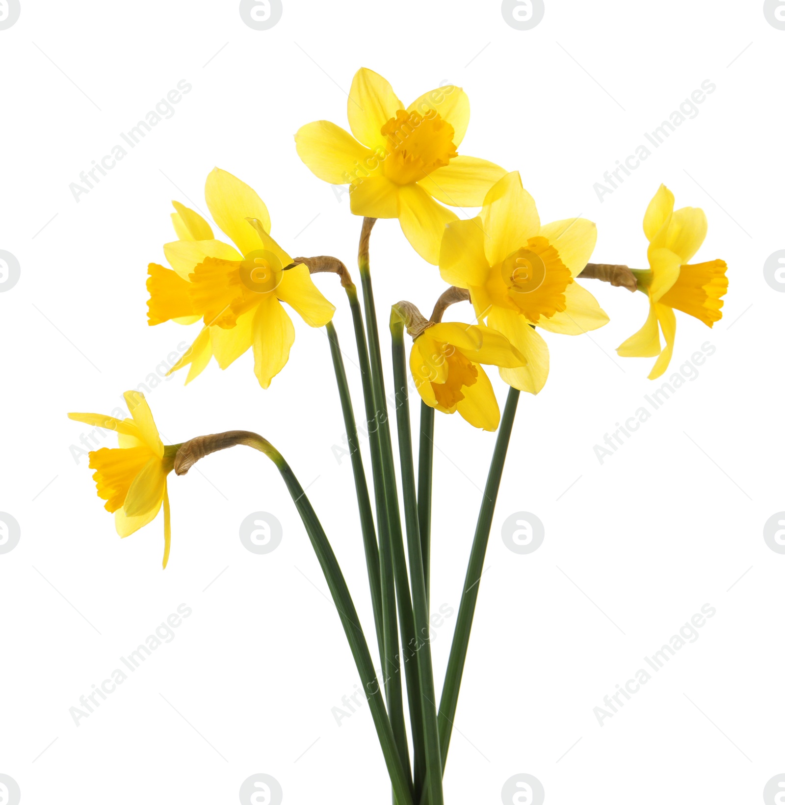 Photo of Beautiful blooming yellow daffodils on white background