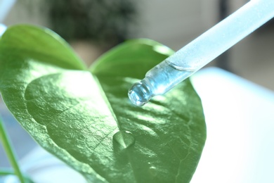 Photo of Clear liquid dropping from pipette on leaf against blurred background, closeup. Plant chemistry