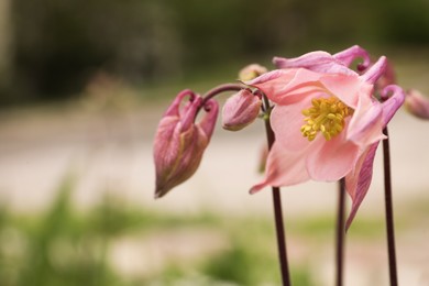 Photo of Beautiful blooming aquilegia plant outdoors, closeup view. Meadow flowers