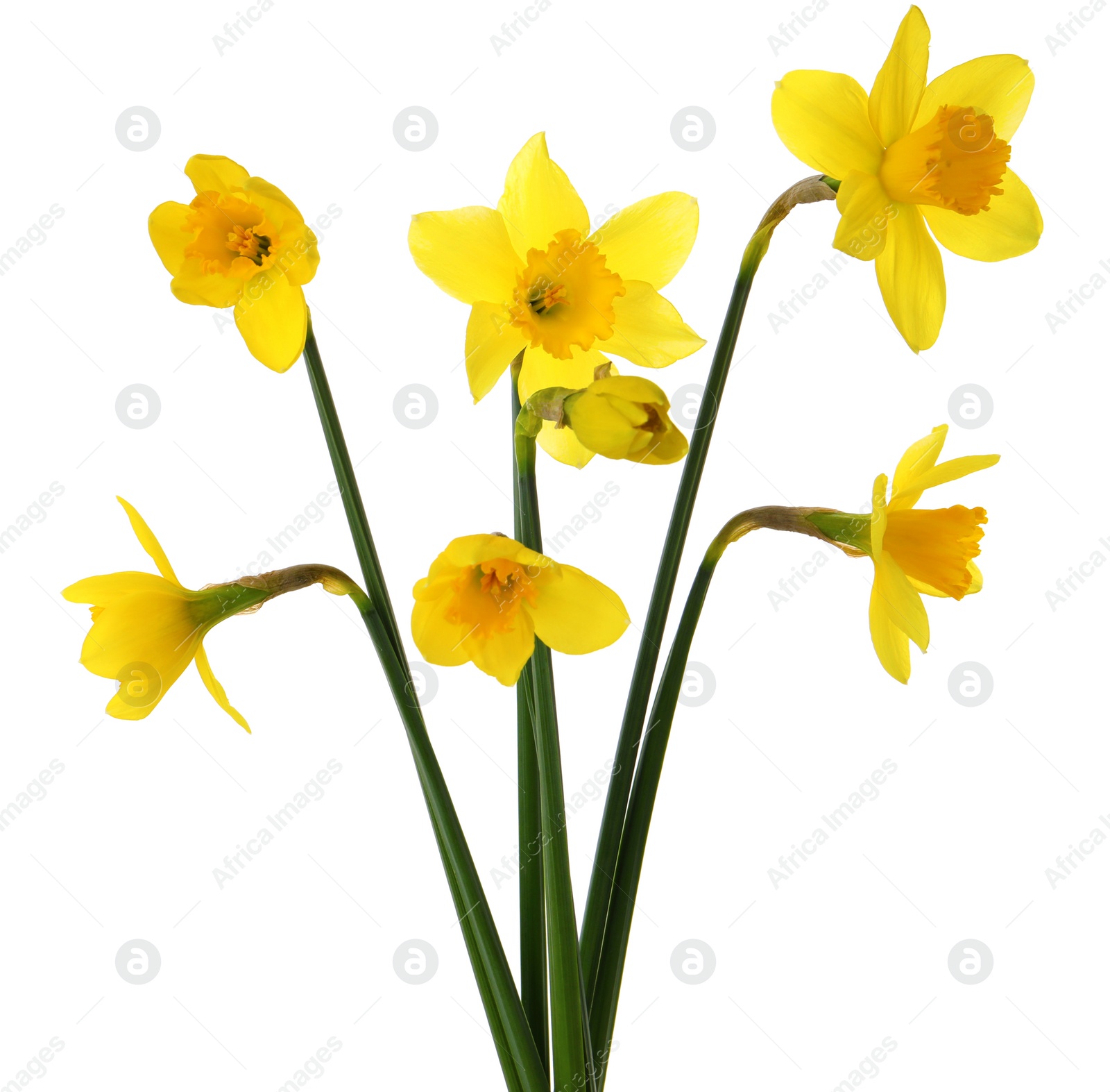 Photo of Beautiful blooming yellow daffodils on white background