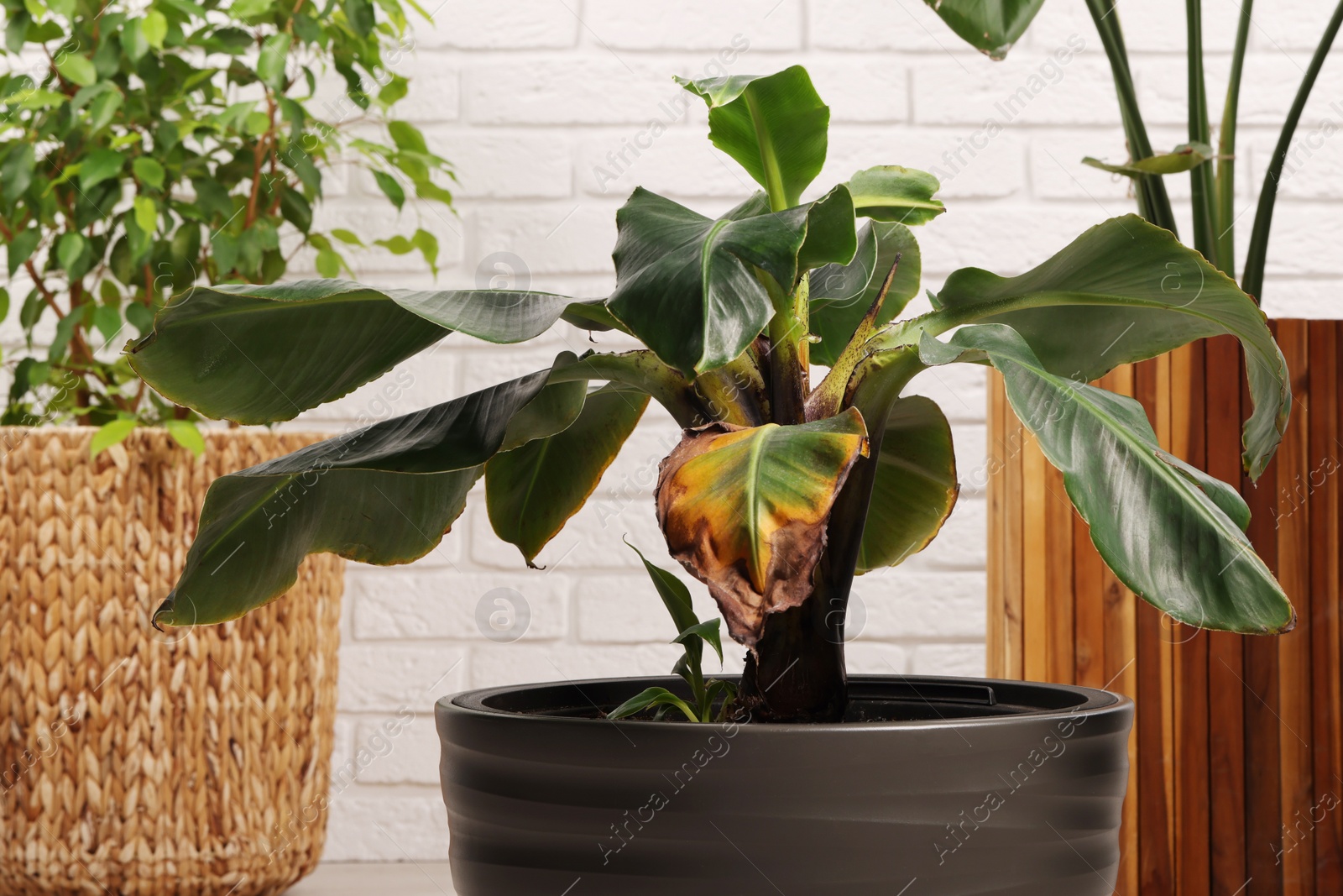 Photo of Potted houseplant with damaged leaves indoors, closeup