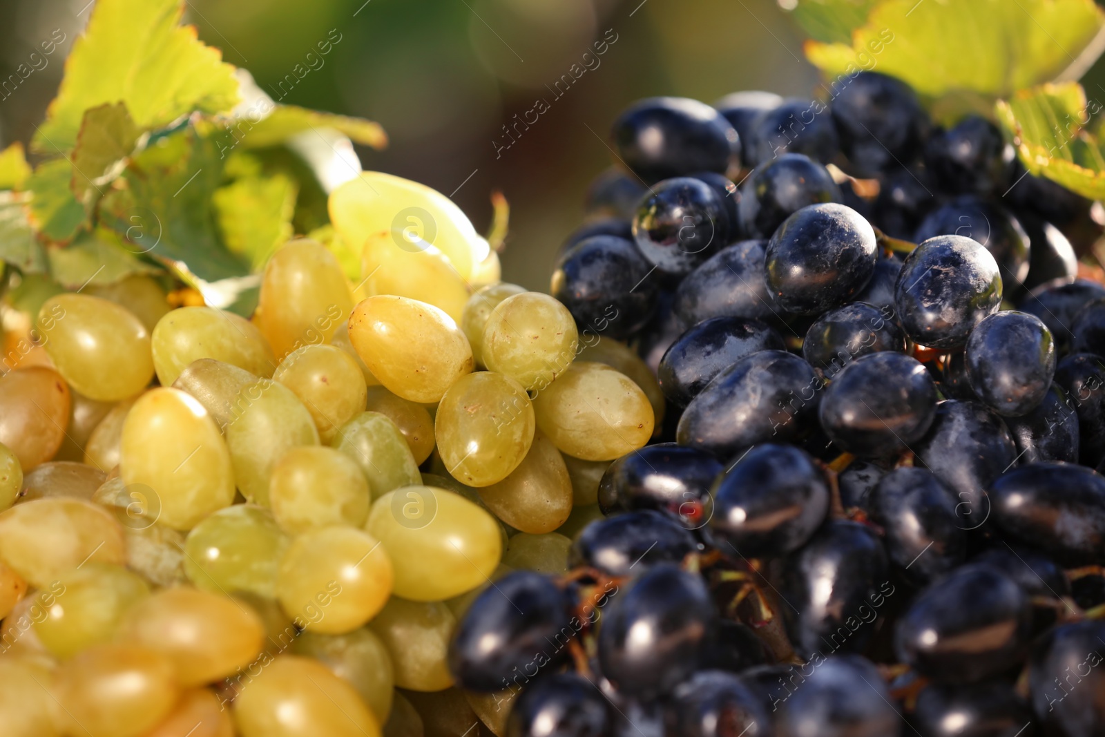 Photo of Fresh ripe juicy grapes on blurred background