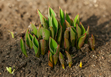 Young plants in fertile soil outdoors on spring day, closeup