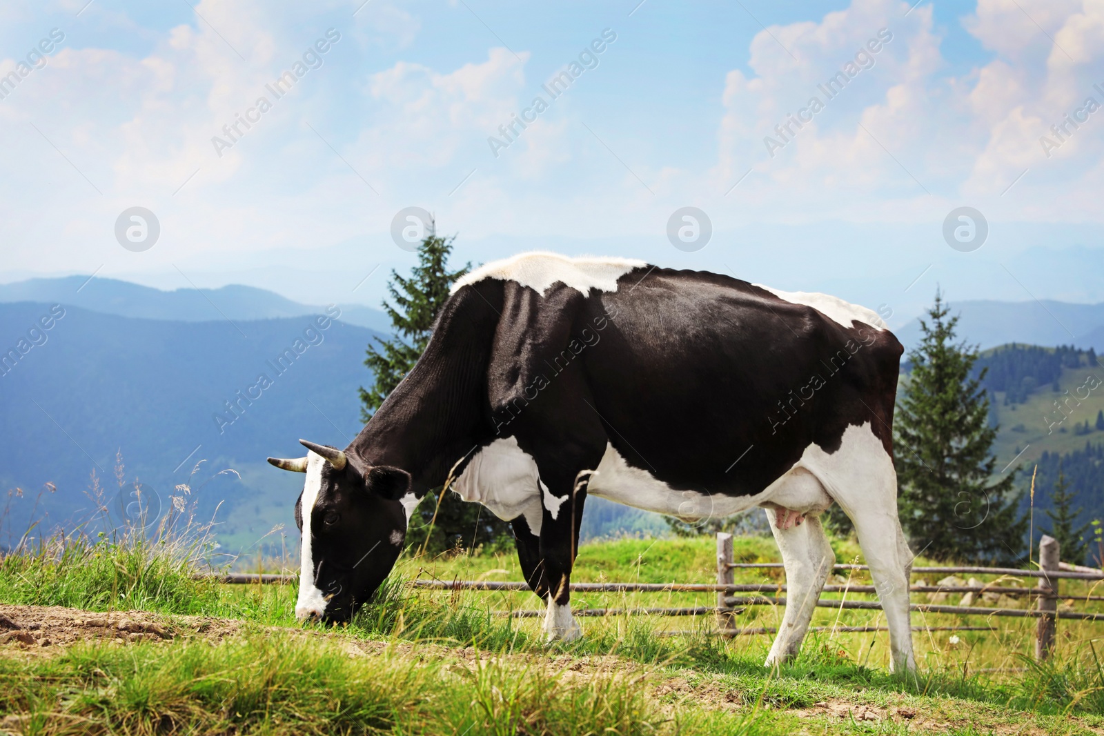 Photo of Cow grazing on green meadow in summer