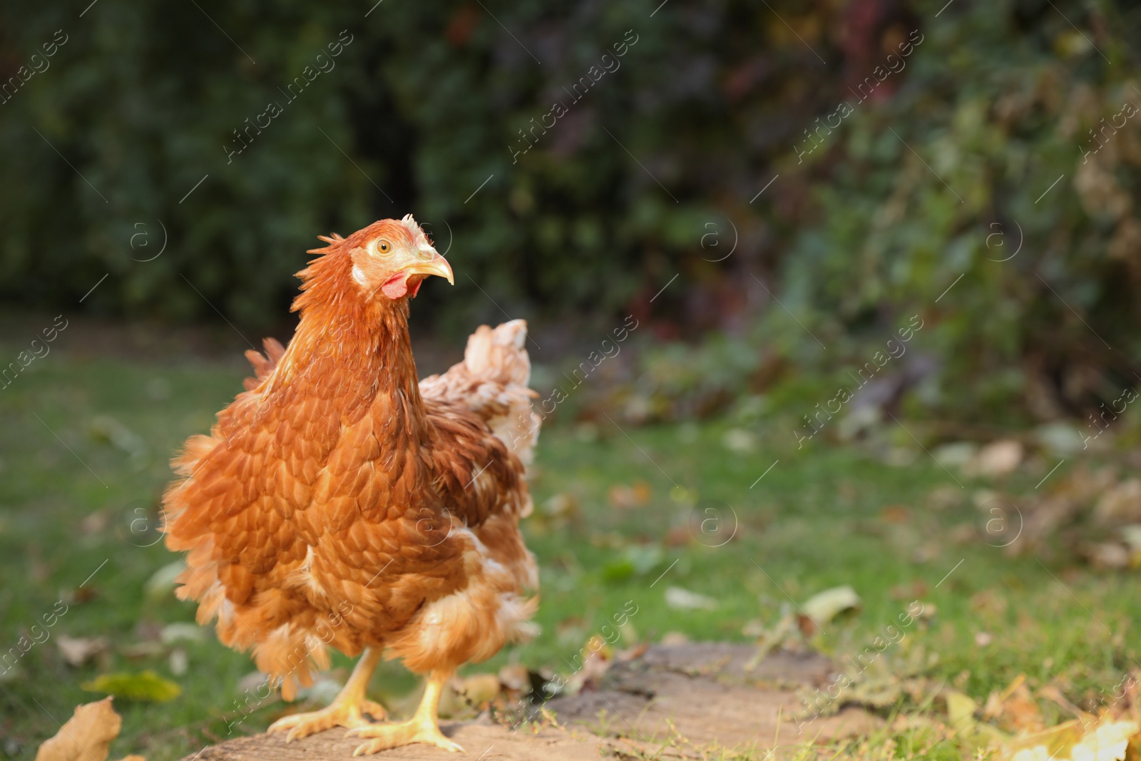 Photo of Beautiful chicken in yard on farm. Domestic animal