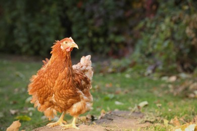 Photo of Beautiful chicken in yard on farm. Domestic animal