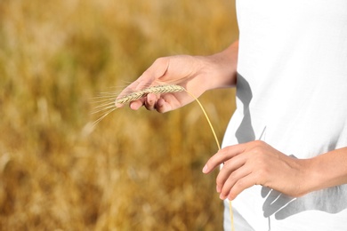 Farmer with wheat spikelet in field, closeup. Cereal grain crop