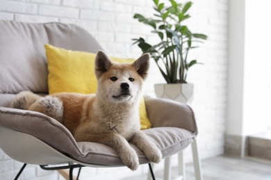 Photo of Cute Akita Inu dog on armchair in room with houseplants