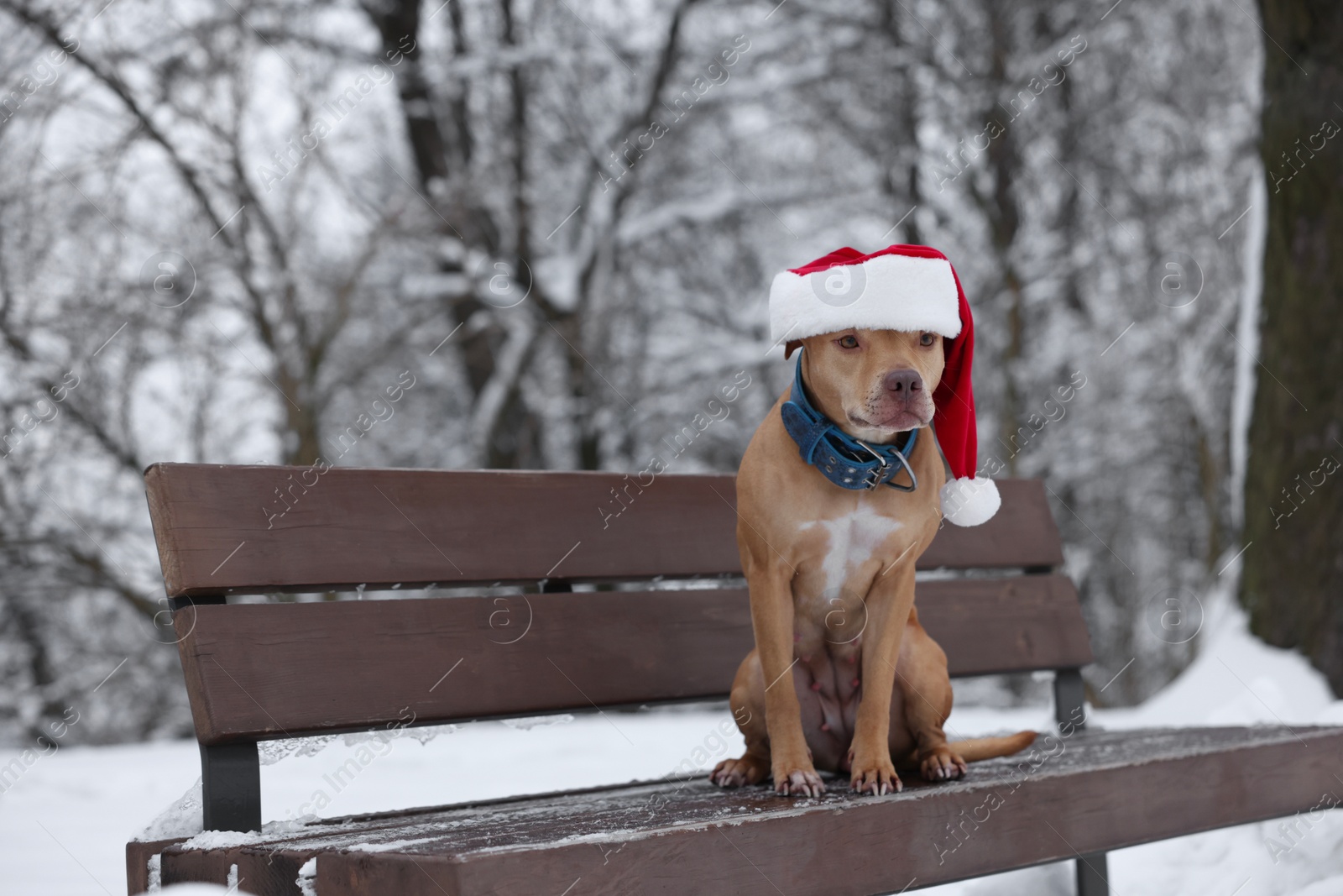 Photo of Cute dog wearing Santa hat on bench in snowy park