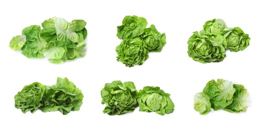 Image of Set of fresh butterhead lettuce on white background, different views