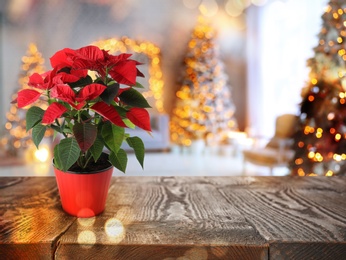 Image of Christmas traditional poinsettia flower on table in decorated room, space for text