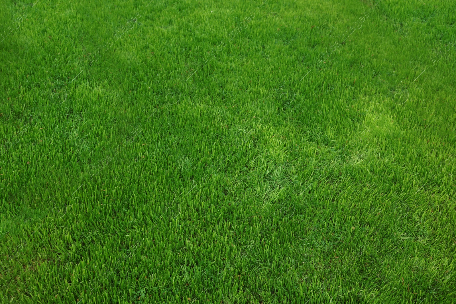 Photo of Fresh green grass as background on spring day