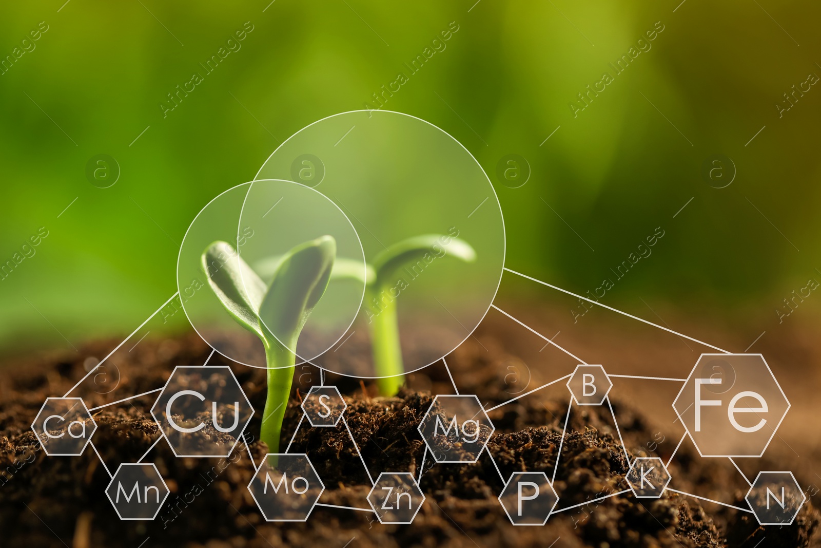 Image of Young seedlings growing in soil and scheme with chemical elements