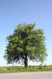 Beautiful tree growing outdoors on sunny day