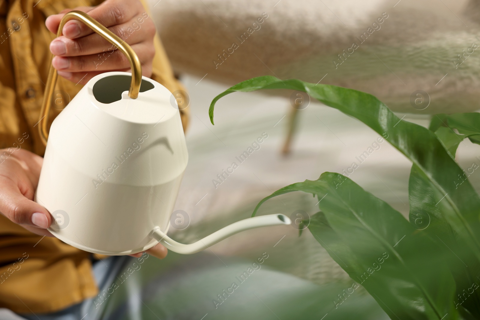 Photo of Woman watering beautiful houseplant indoors, closeup view