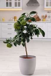 Potted bergamot tree with ripe fruits on floor in kitchen