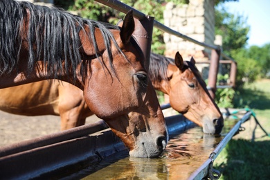 Photo of Chestnut horses drinking water outdoors on sunny day. Beautiful pet