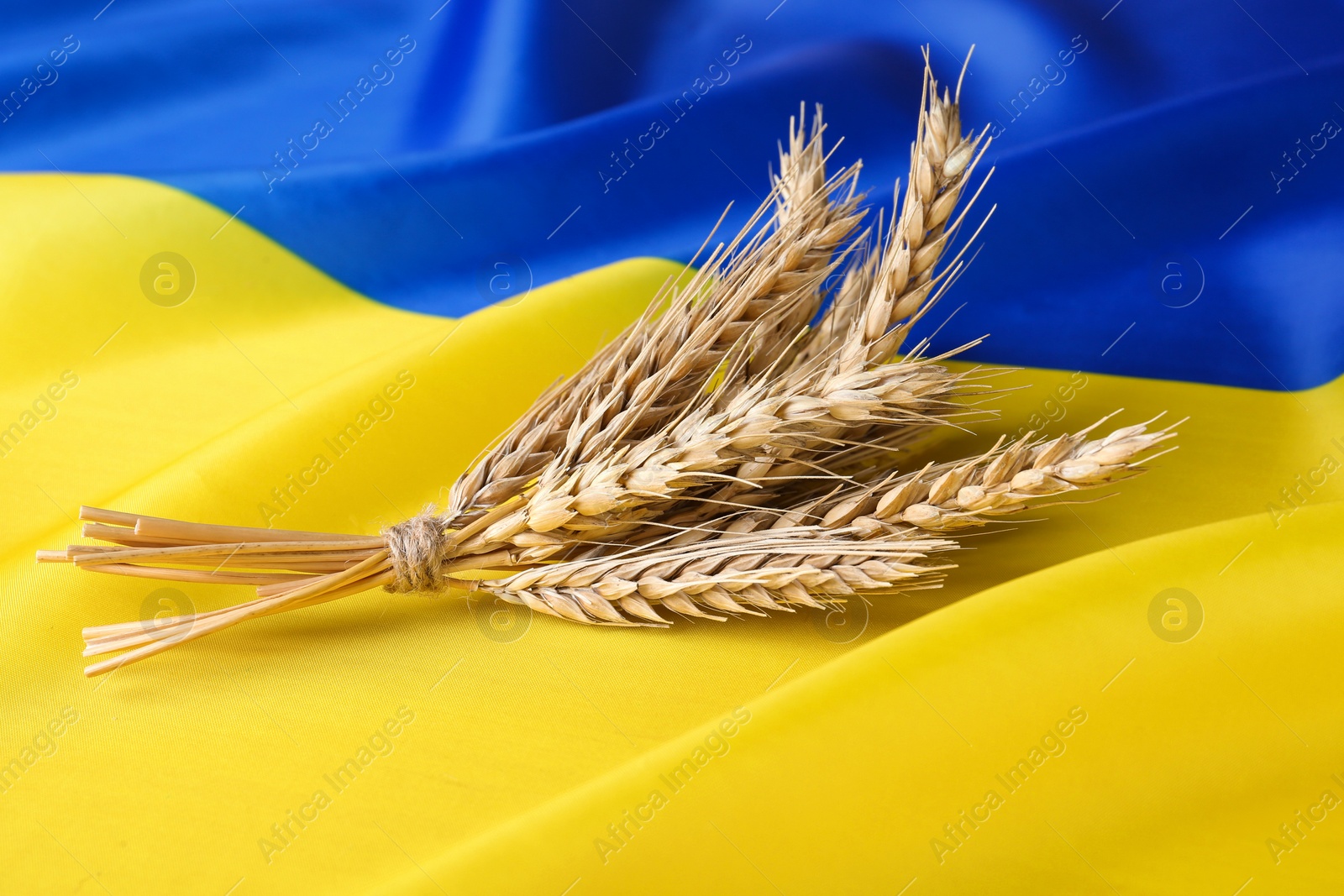 Photo of Ears of wheat on national Ukrainian flag. Cereal plant