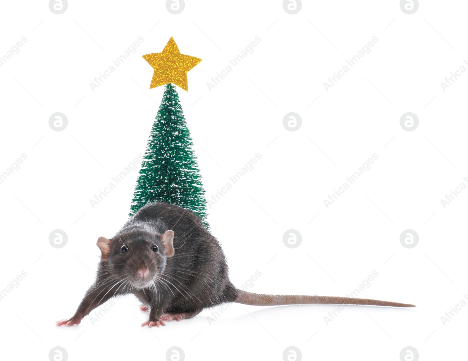 Photo of Cute little rat near decorative Christmas tree on white background. Chinese New Year symbol