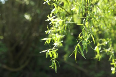 Photo of Beautiful willow tree with green leaves growing outdoors on sunny day, closeup. Space for text