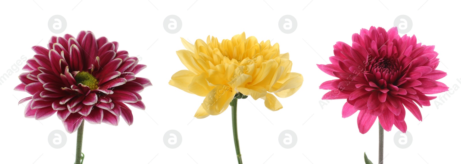 Image of Set with different beautiful chrysanthemum flowers on white background. Banner design