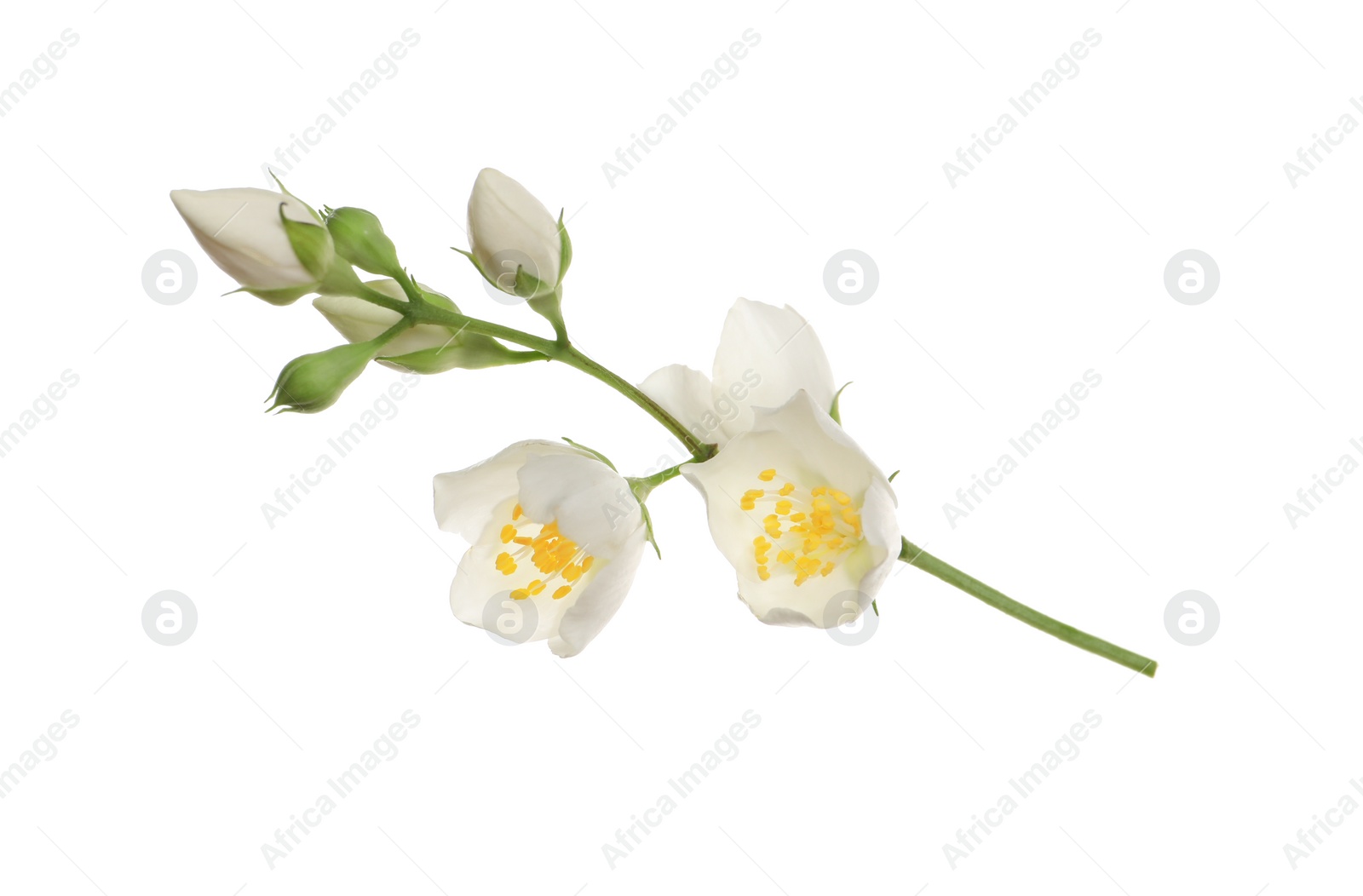 Photo of Beautiful flowers of jasmine plant isolated on white