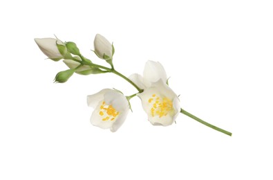 Beautiful flowers of jasmine plant isolated on white