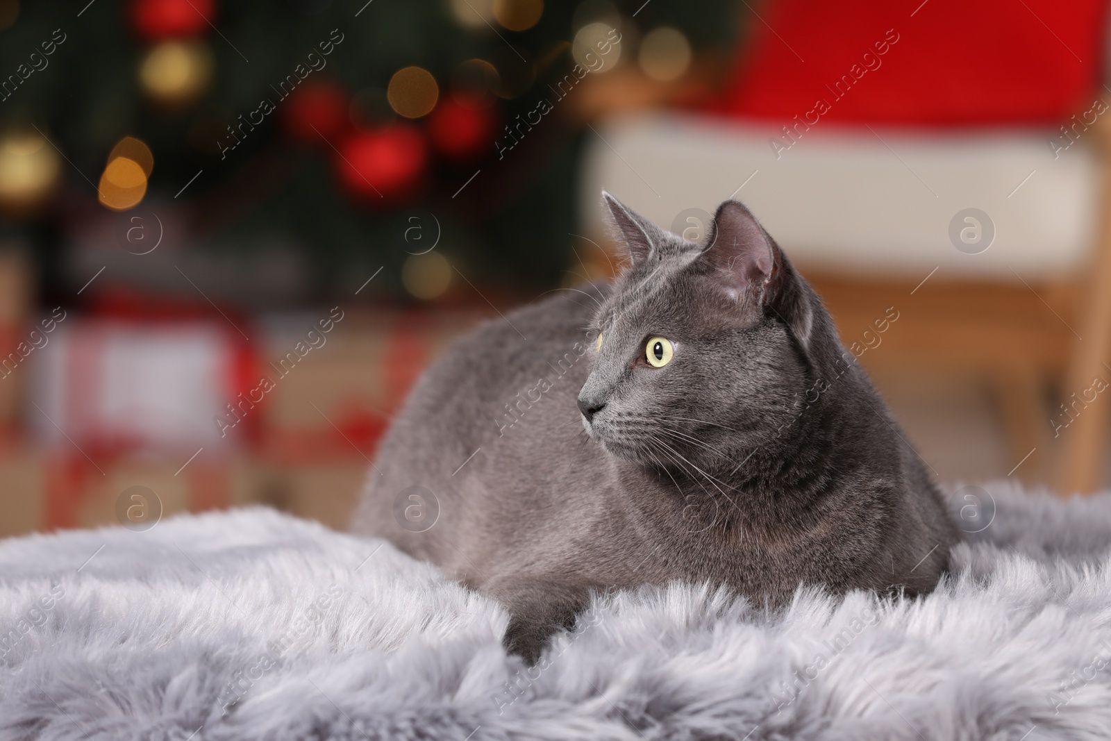 Photo of Cute cat on faux fur at home. Space for text