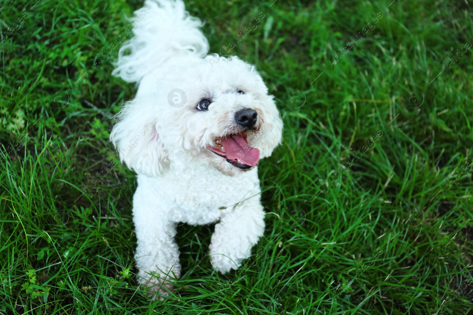 Photo of Cute fluffy Bichon Frise dog on green grass in park. Space for text