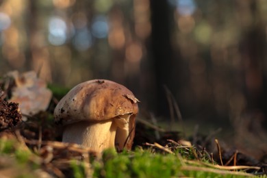 Photo of Porcini mushroom growing in forest, closeup. Space for text