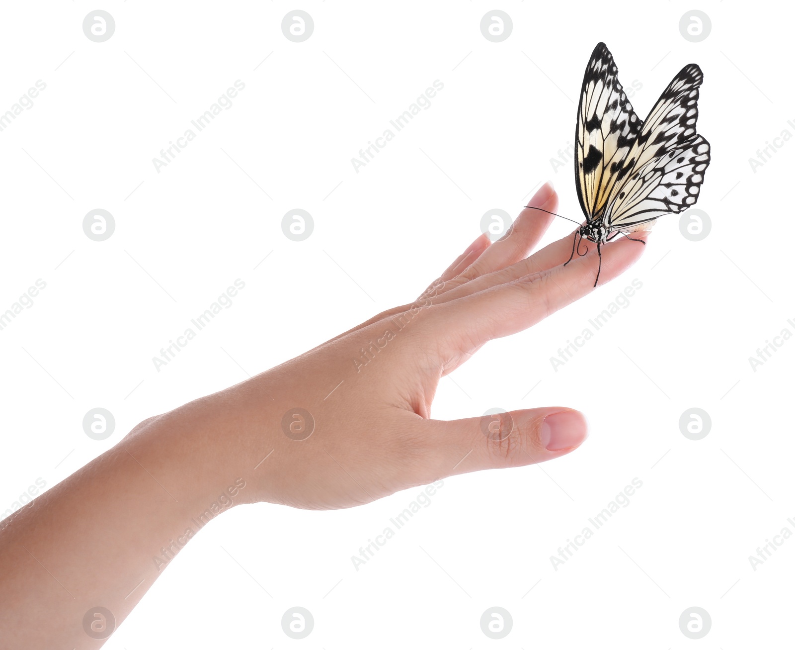 Photo of Woman holding beautiful rice paper butterfly on white background, closeup