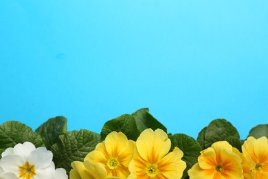 Photo of Beautiful primula (primrose) plants with colorful flowers on light blue background, flat lay and space for text. Spring blossom