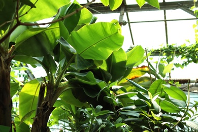 Photo of Different plants with lush foliage in greenhouse