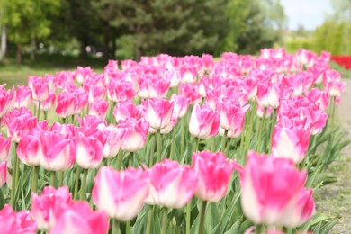 Photo of Beautiful pink tulip flowers growing in field