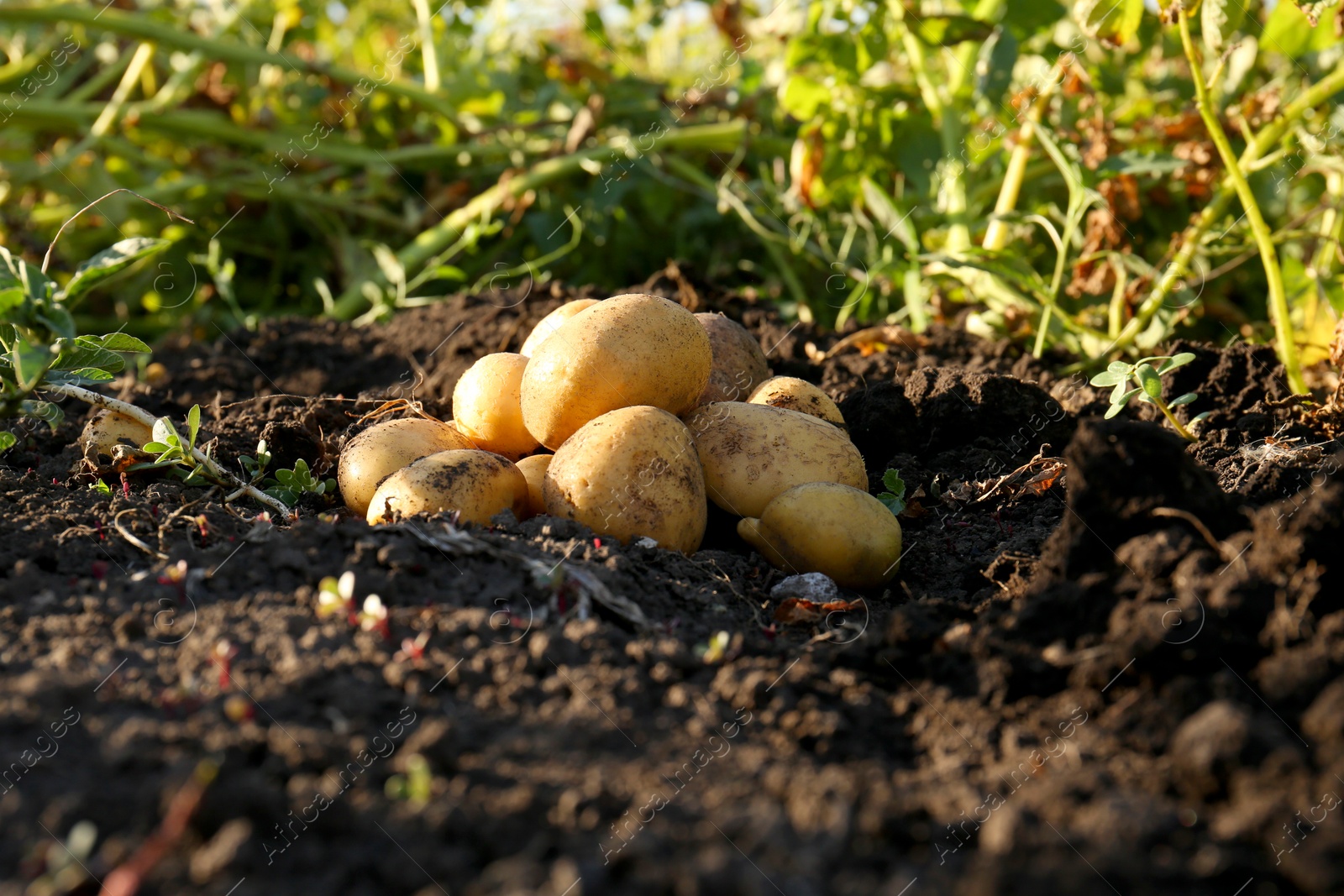 Photo of Pile of fresh ripe potatoes on ground outdoors