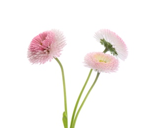 Beautiful blooming daisies against white background. Spring flowers