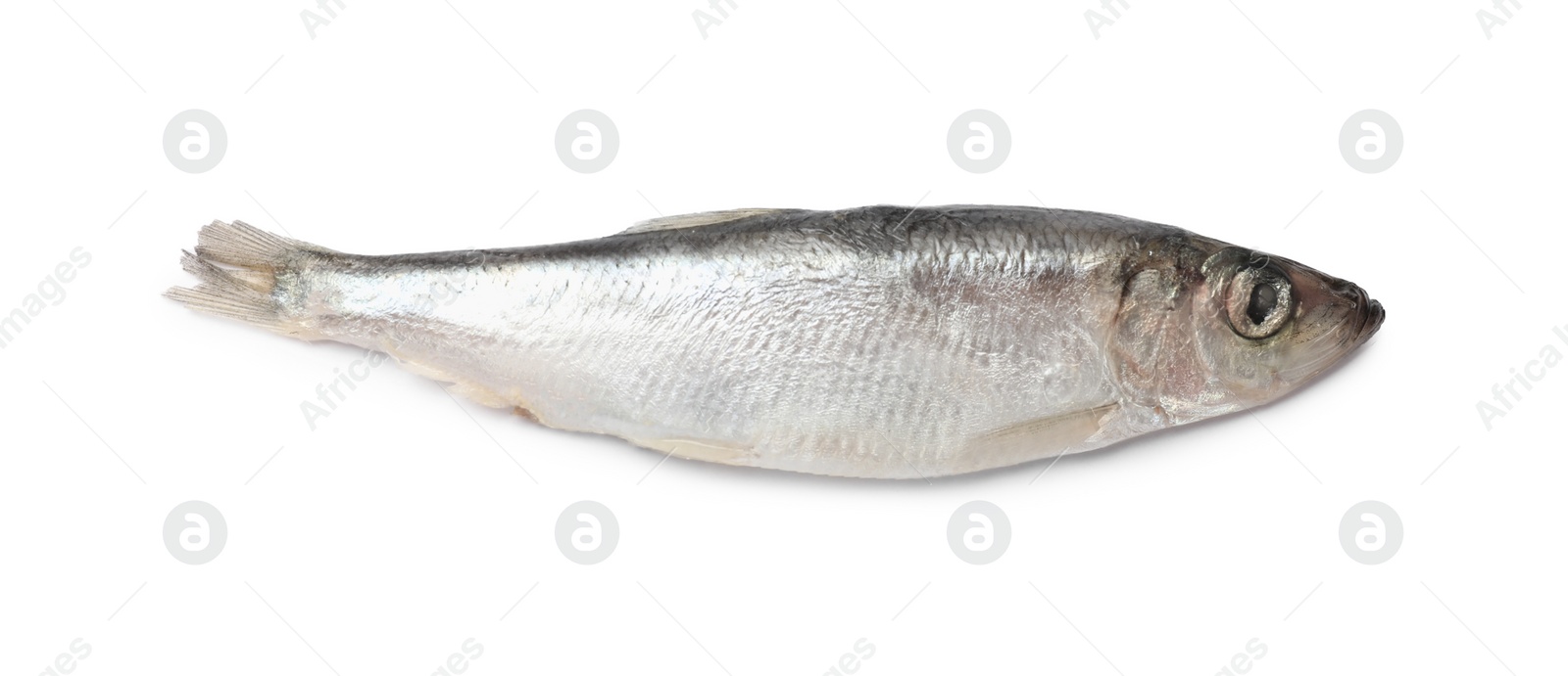 Photo of One fresh raw sprat isolated on white, top view