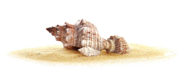 Photo of Beautiful exotic sea shells and sand on white background